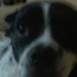 Foto del perfil de calvo