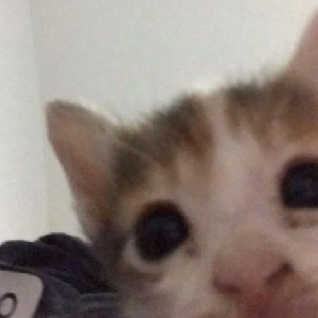 Foto del perfil de blonmit